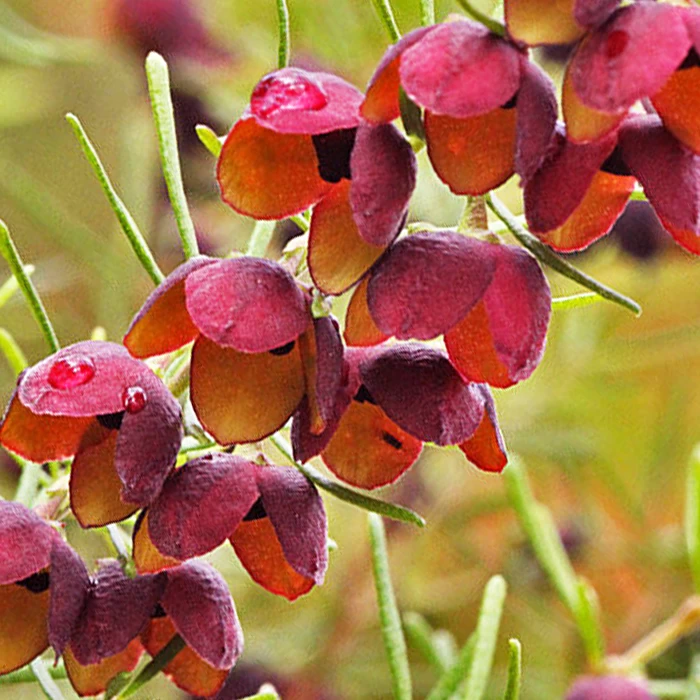 Southern Bloom - Image 7