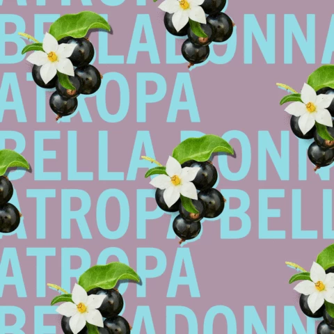 Atropa Belladonna - Image 7